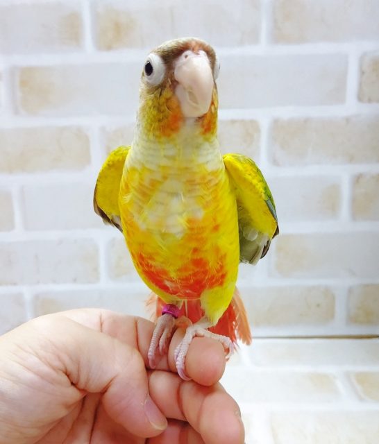 ホオミドリウロコインコ