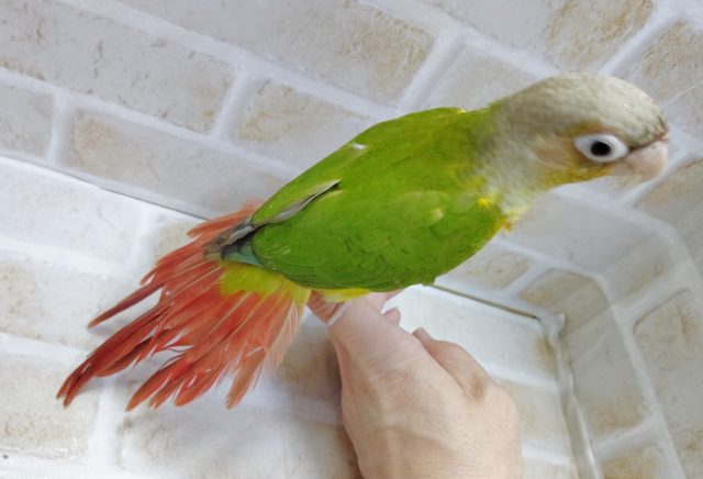 ホオミドリウロコインコ