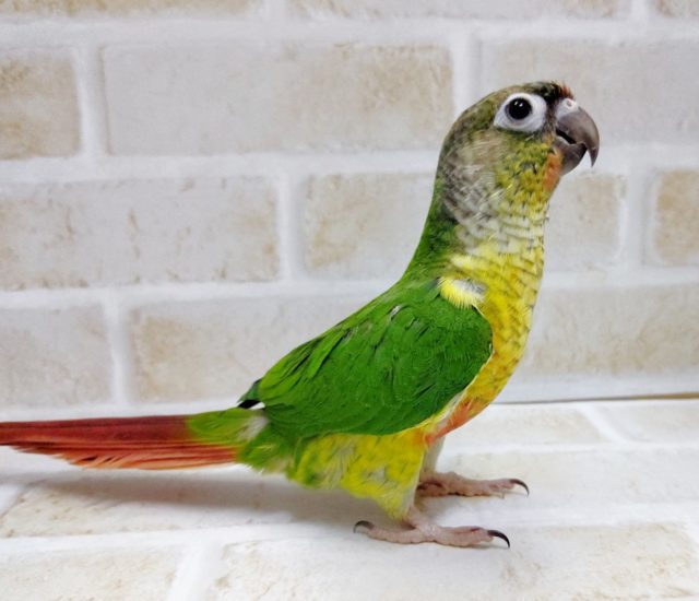 ワキコガネウロコインコ