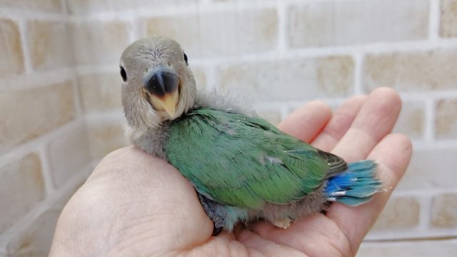 コザクラインコ（小桜インコ）