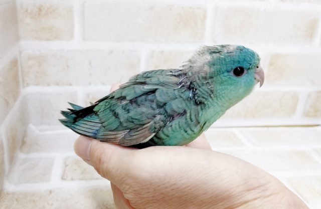 サザナミインコ