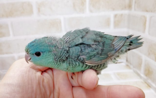 サザナミインコ