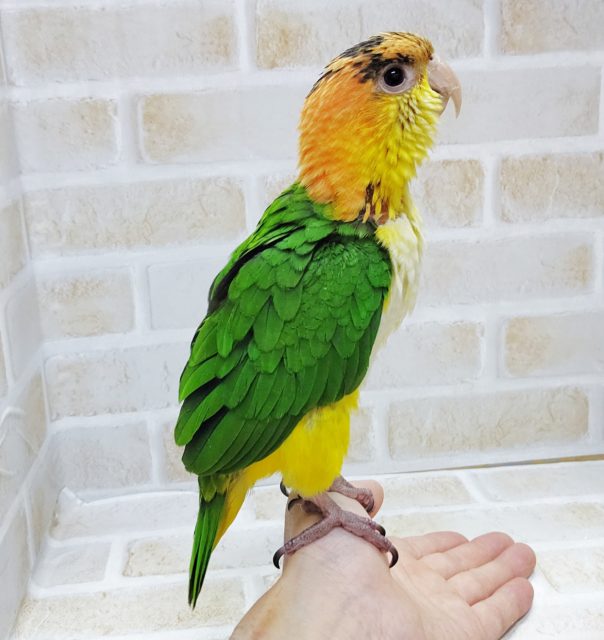 シロハラインコ