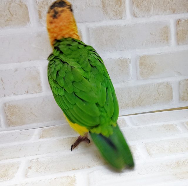 シロハラインコ