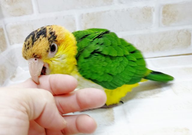 シロハラインコ