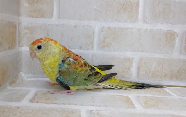 ビセイインコ（美声インコ）