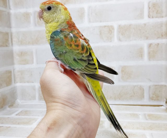 ビセイインコ（美声インコ）