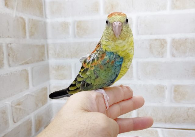 ビセイインコ（美声インコ）