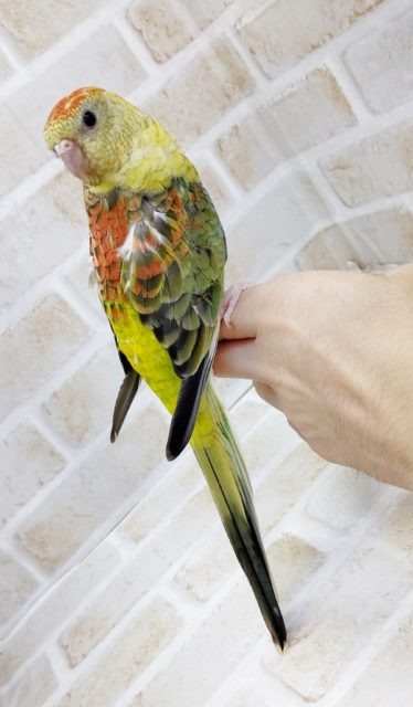 ビセイインコ（美声インコ）