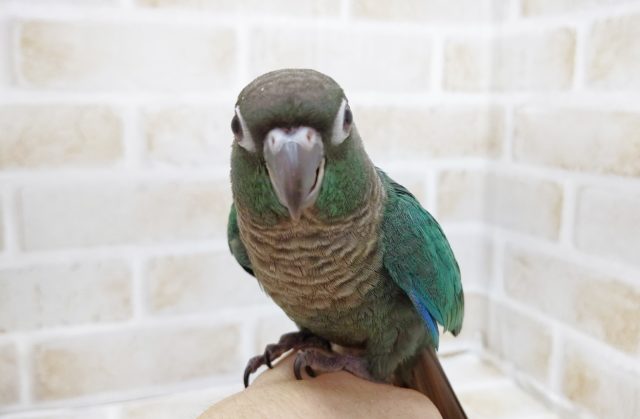 ホオミドリウロコインコ