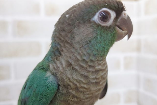 ホオミドリウロコインコ