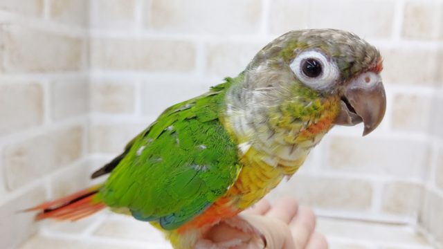 ワキコガネウロコインコ