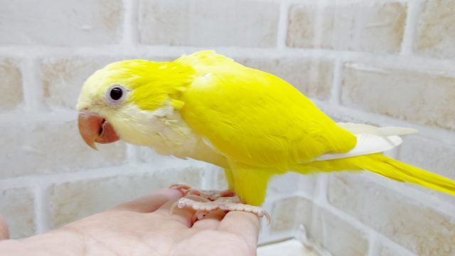 オキナインコ
