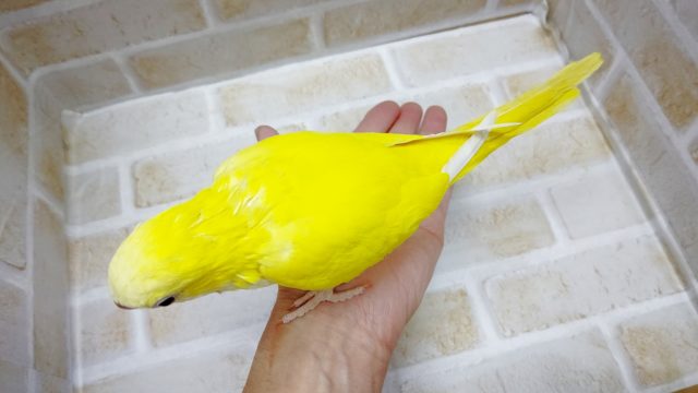 オキナインコ