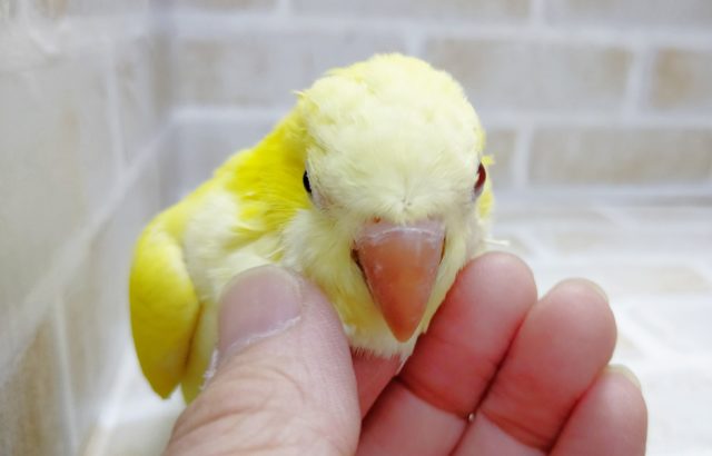 オキナインコ