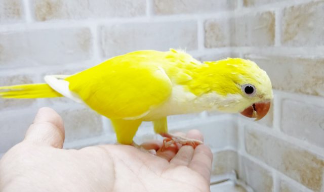 オキナインコ