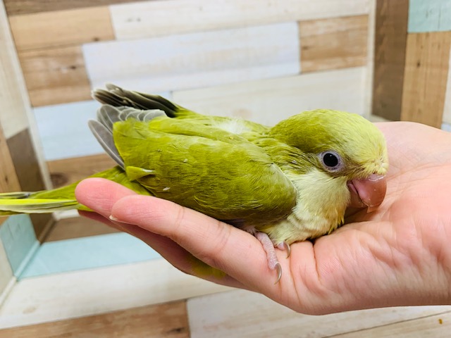 オキナインコ