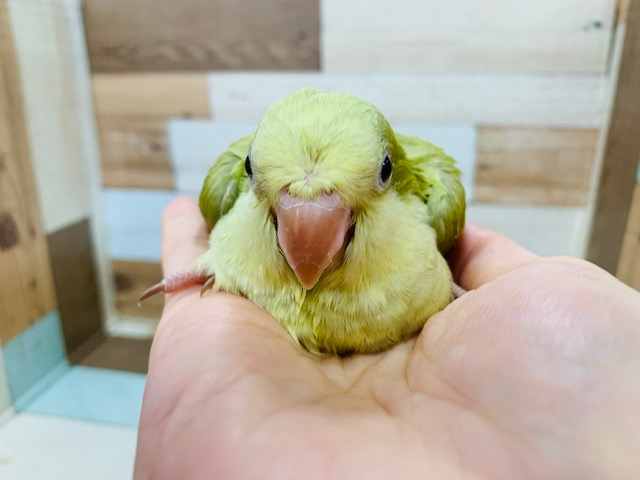 オキナインコ