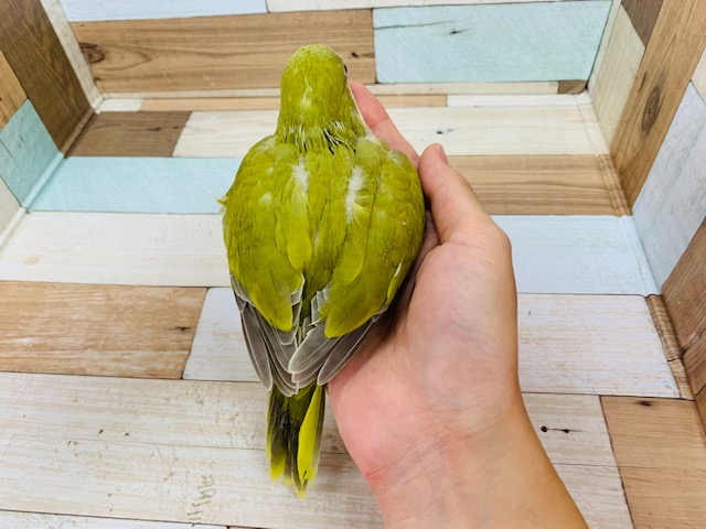 オキナインコ