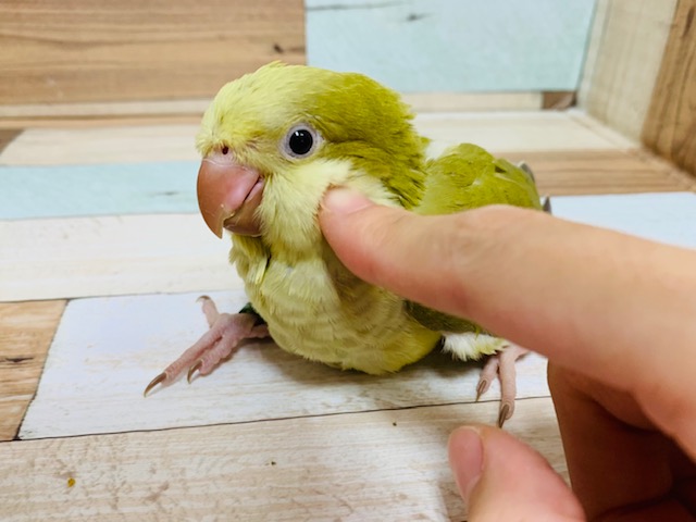 オキナインコ