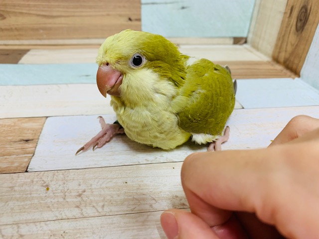 オキナインコ