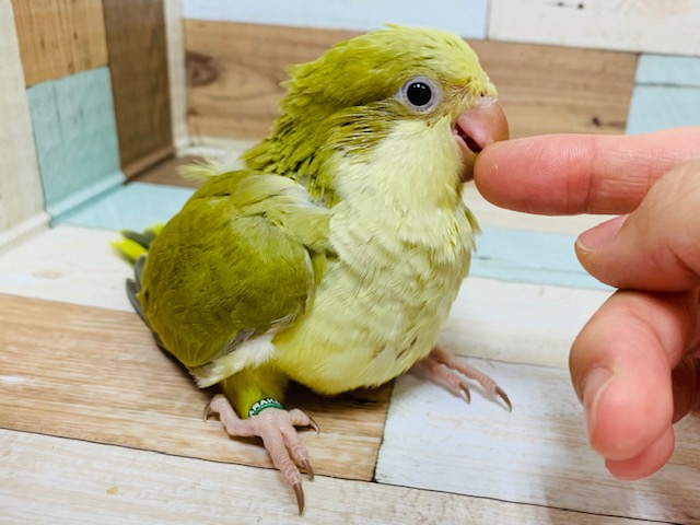 オキナインコ