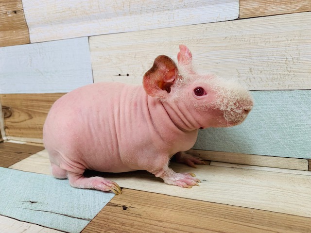 スキニーギニアピッグ
