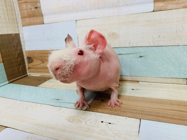 スキニーギニアピッグ