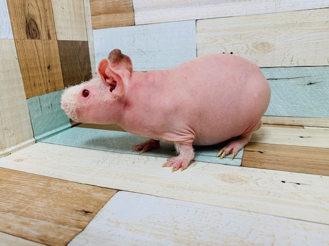 スキニーギニアピッグ