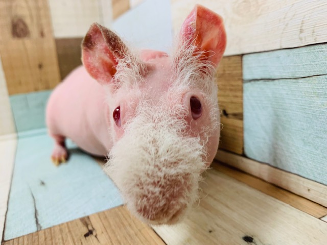 スキニーギニアピッグ