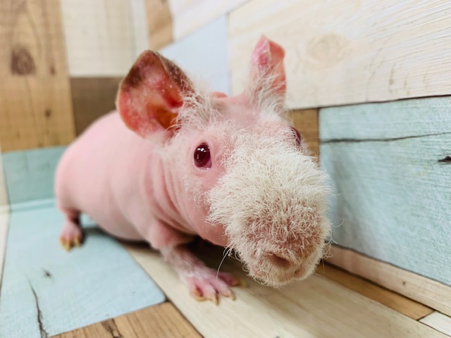 スキニーギニアピッグ