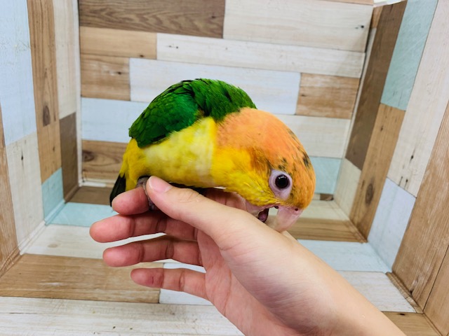 シロハラインコ