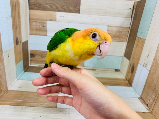 シロハラインコ