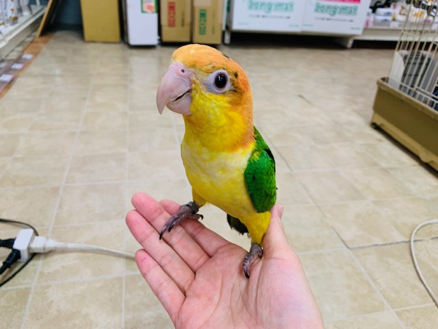 シロハラインコ