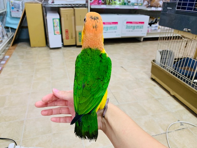 シロハラインコ