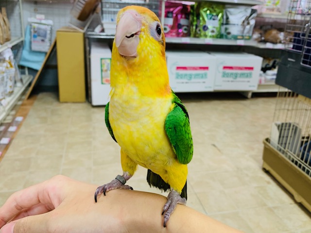 にぎころできます♪シロハラインコさん♡ シロハラインコ