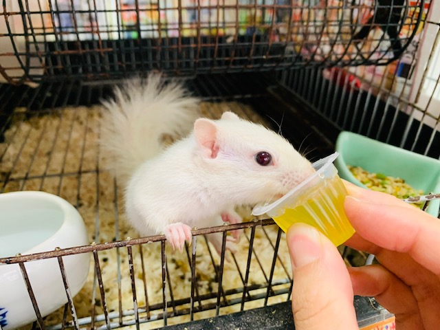 ホワイトシマリス