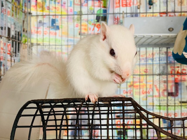 ホワイトシマリス