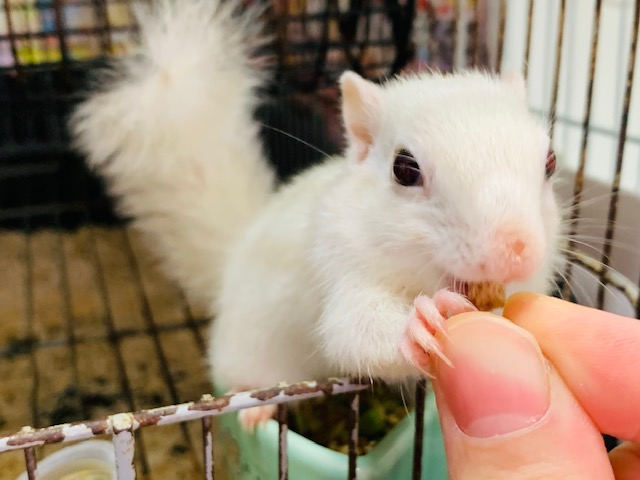 ホワイトシマリス