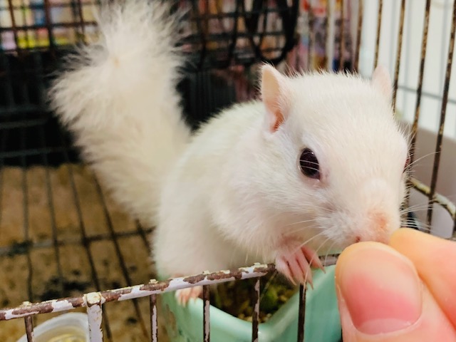 ホワイトシマリス