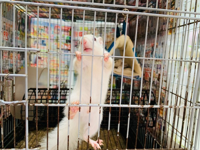 ぐいぐい来ます!!ホワイトシマリスくん♪ ホワイトシマリス