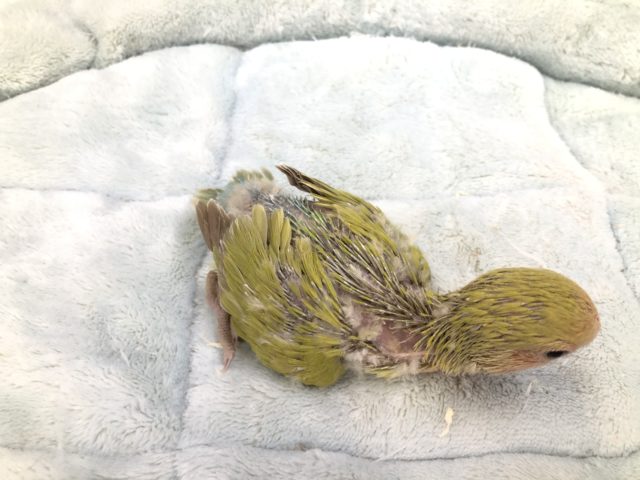 コザクラインコ（小桜インコ）