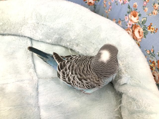 ジャンボセキセイインコ
