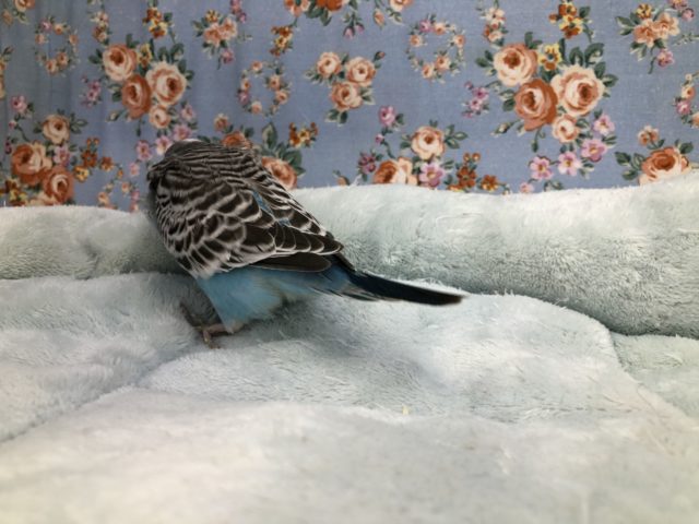 ジャンボセキセイインコ
