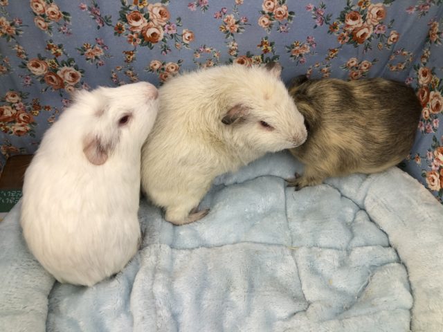 クレステッドモルモット