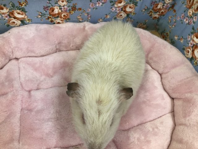 クレステッドモルモット