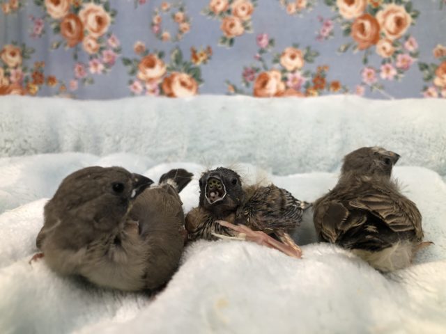 錦花鳥（キンカチョウ）