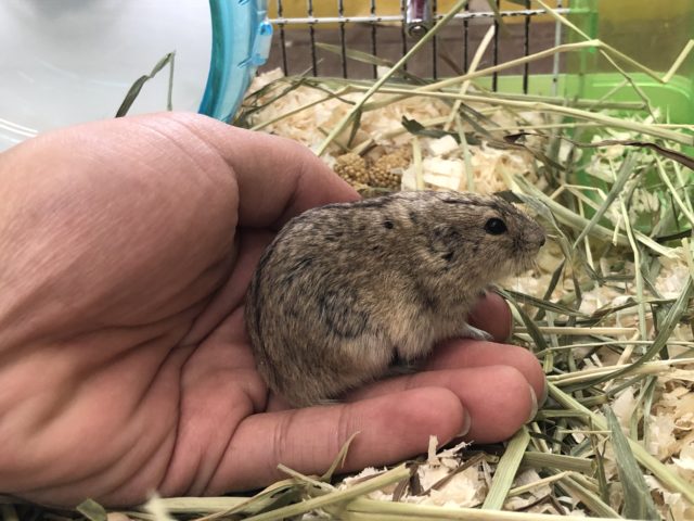 ステップレミング