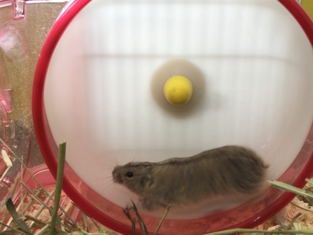 ステップレミング