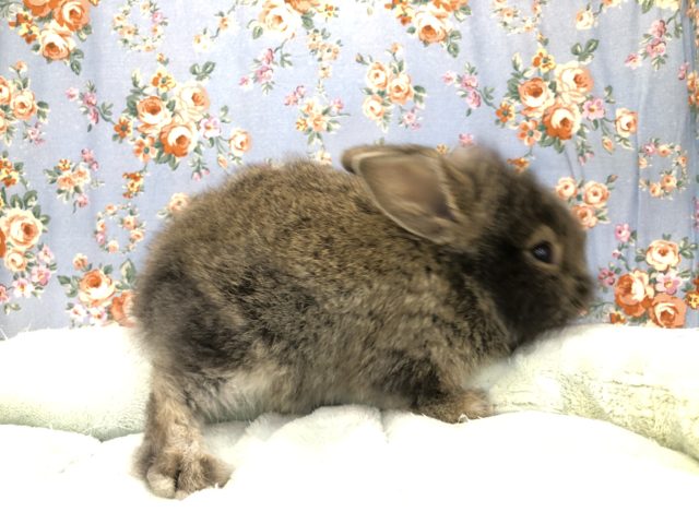 ロップイヤーラビット